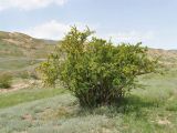 Berberis iberica