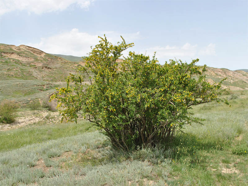 Изображение особи Berberis iberica.