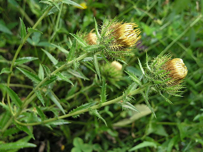 Изображение особи Carlina fennica.