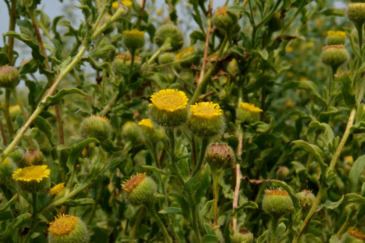 Image of Pulicaria vulgaris specimen.