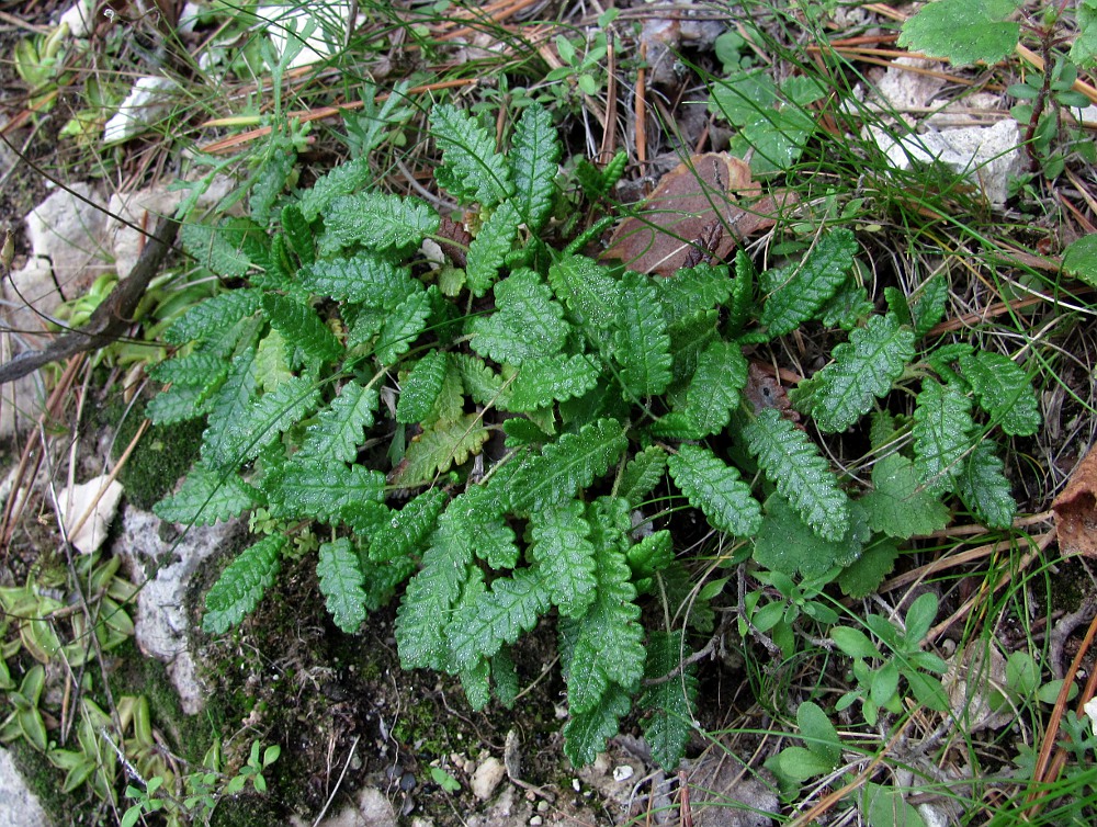 Изображение особи Dryas punctata.