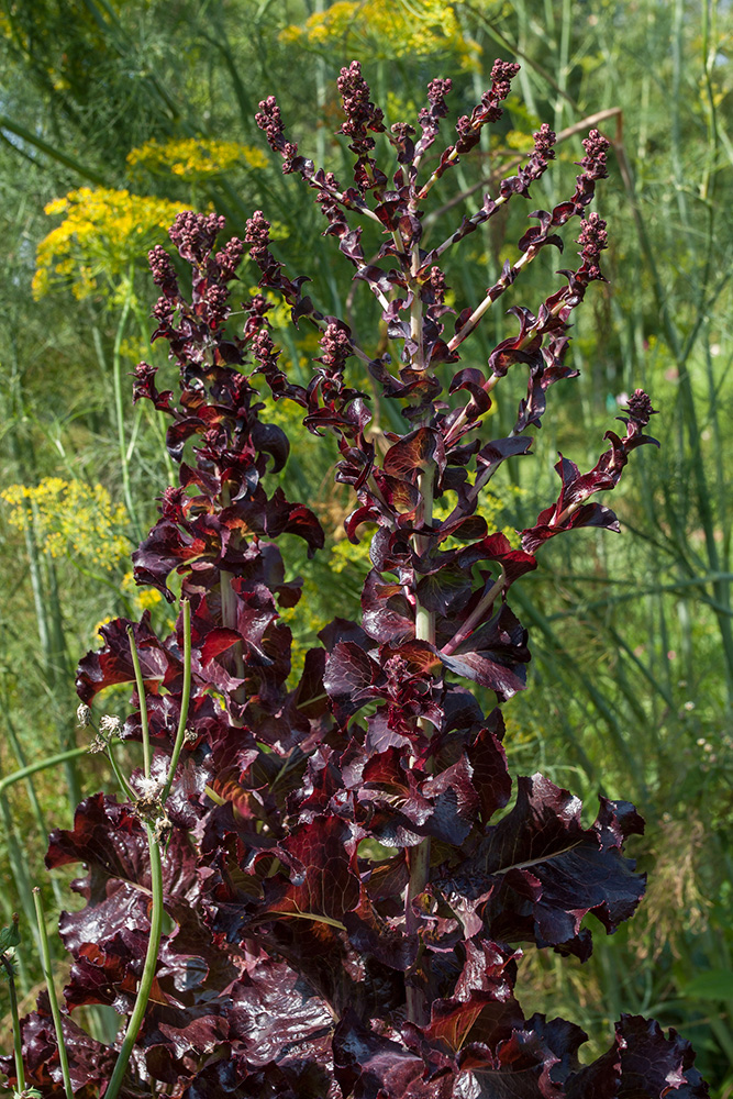 Изображение особи Lactuca sativa.