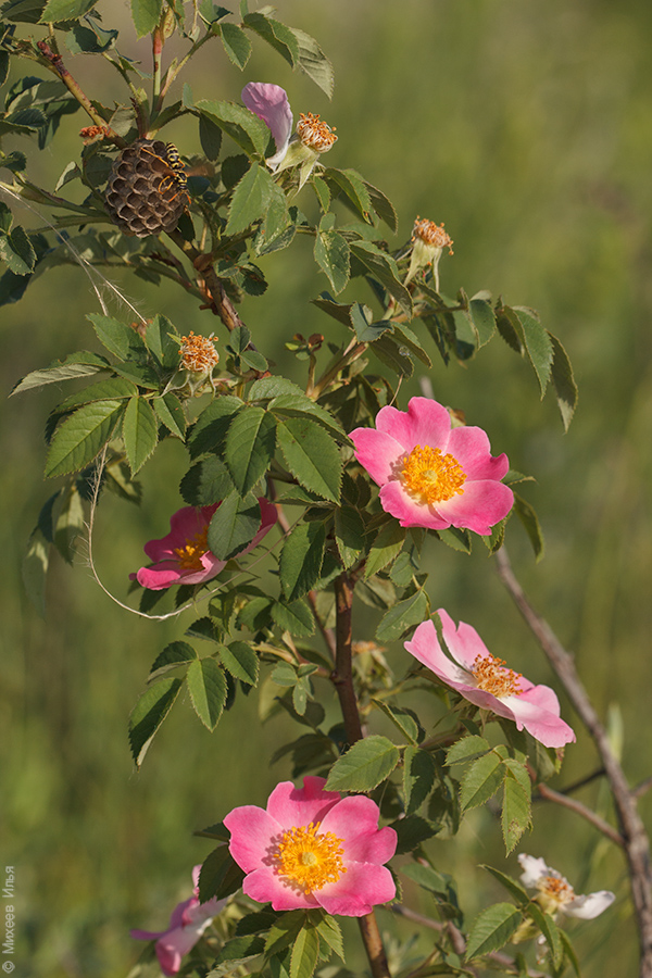 Image of genus Rosa specimen.