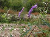 Vicia tenuifolia. Верхушка цветущего растения. Краснодарский край, Крымский р-н, окр. ст. Неберджаевская, р. Богого. 15.09.2013.
