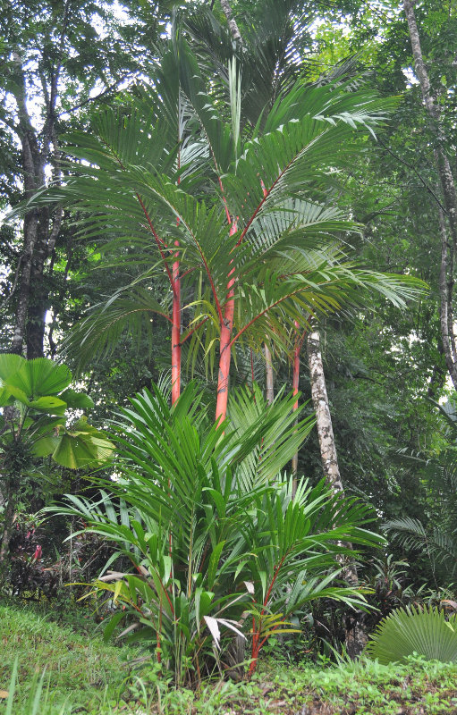 Image of Cyrtostachys renda specimen.