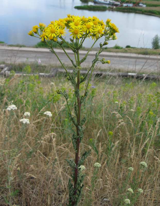 Изображение особи Senecio jacobaea.