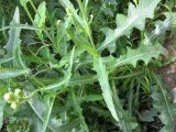 Sonchus arvensis
