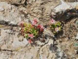 Rosularia alpestris