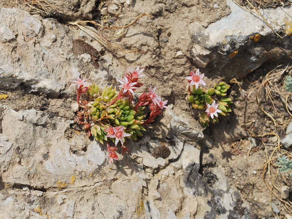 Изображение особи Rosularia alpestris.