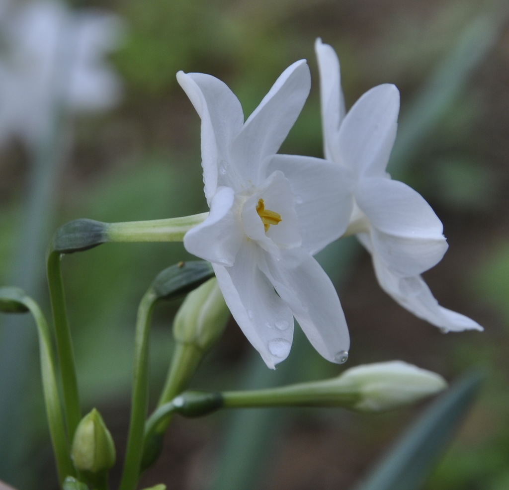 Image of Narcissus papyraceus specimen.