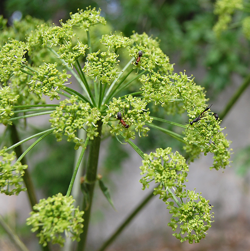 Image of Heracleum sibiricum specimen.