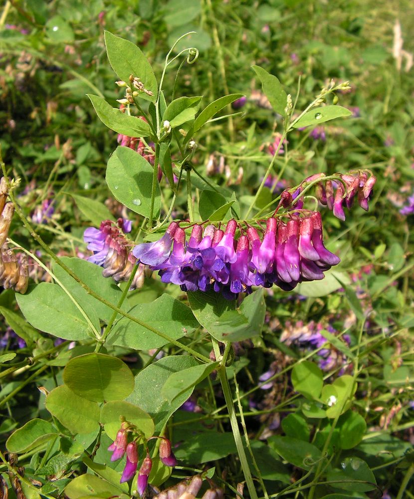 Изображение особи Vicia pseudorobus.