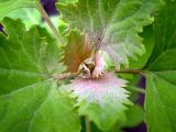 Chenopodium album