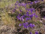 Campanula