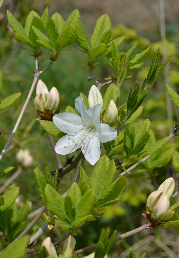 Image of Rhododendron schlippenbachii specimen.
