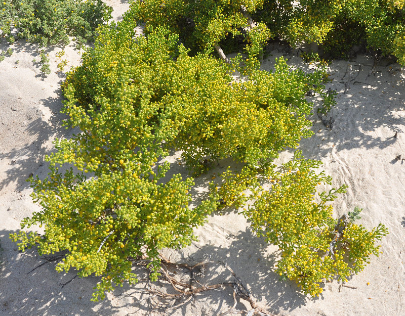 Изображение особи Tetraena qatarensis.