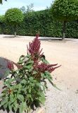 Amaranthus tricolor