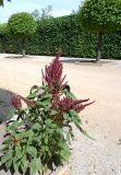 Amaranthus tricolor. Цветущее растение. Латвия, Рундала, парк дворцового комплекса Бирона. 31.07.2013.