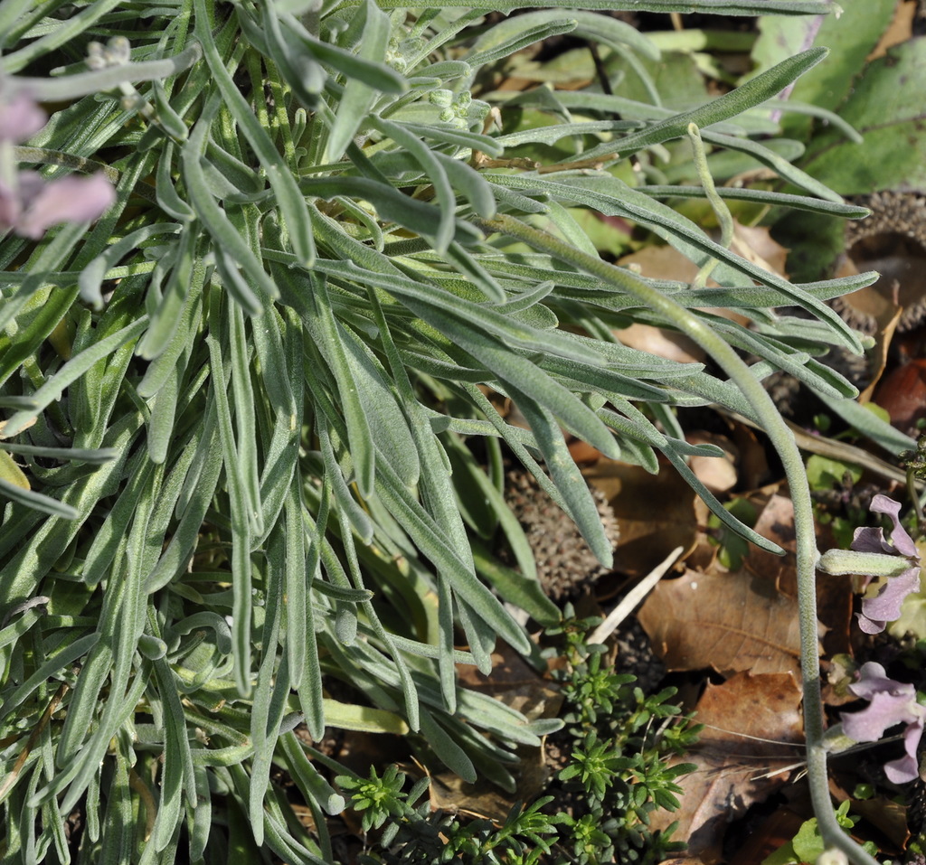 Изображение особи Matthiola fruticulosa.