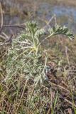 Artemisia absinthium