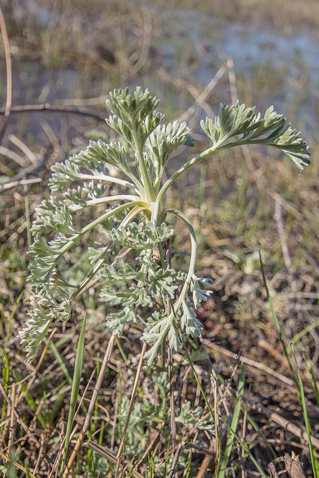 Image of Artemisia absinthium specimen.