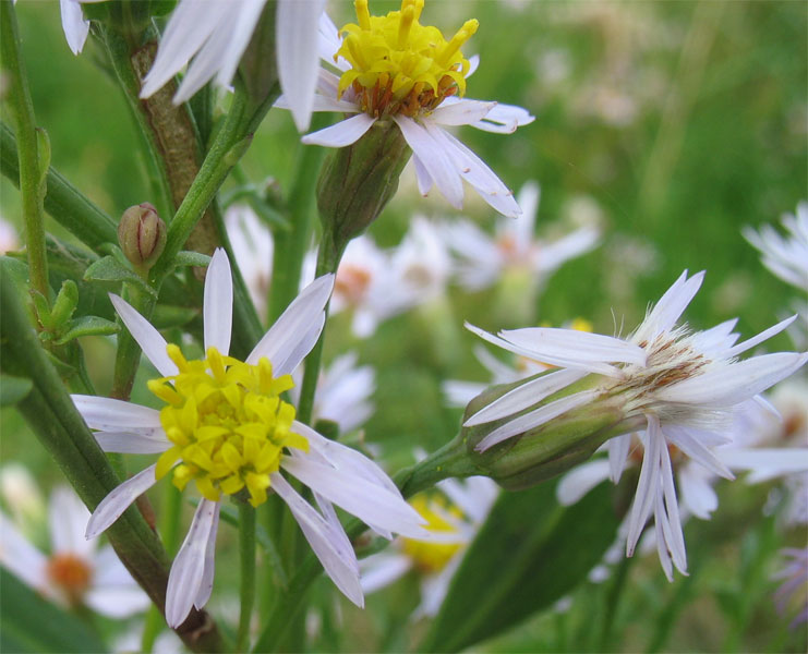 Image of Tripolium pannonicum ssp. tripolium specimen.