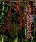 Macadamia tetraphylla