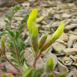 Astragalus utriger