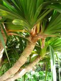 Pandanus utilis