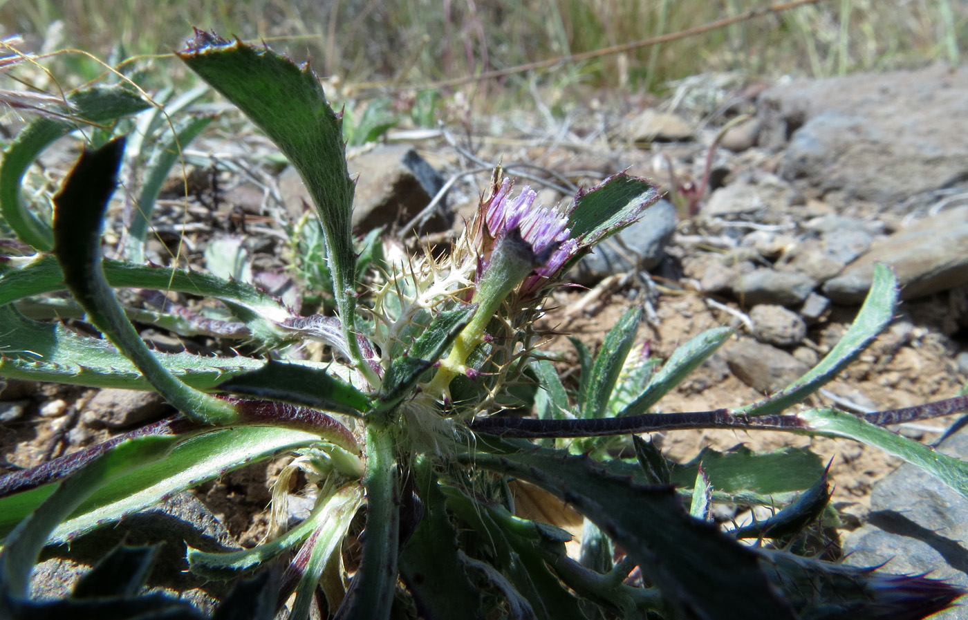 Image of Atractylis cancellata specimen.