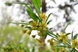 Prinsepia sinensis. Верхушка цветущего побега. Приморский край, Уссурийский гор. округ, Горнотаёжный дендрарий ДВО РАН. 02.05.2014.
