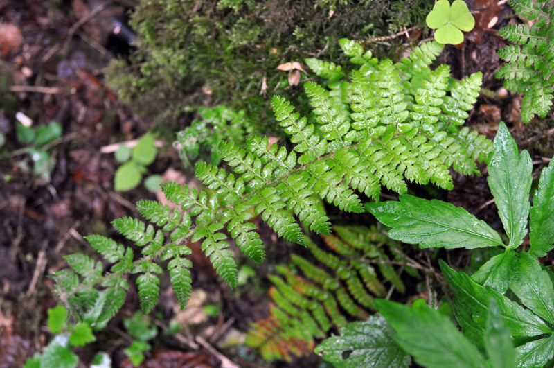 Изображение особи Polystichum braunii.