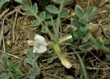 Astragalus rupifragus