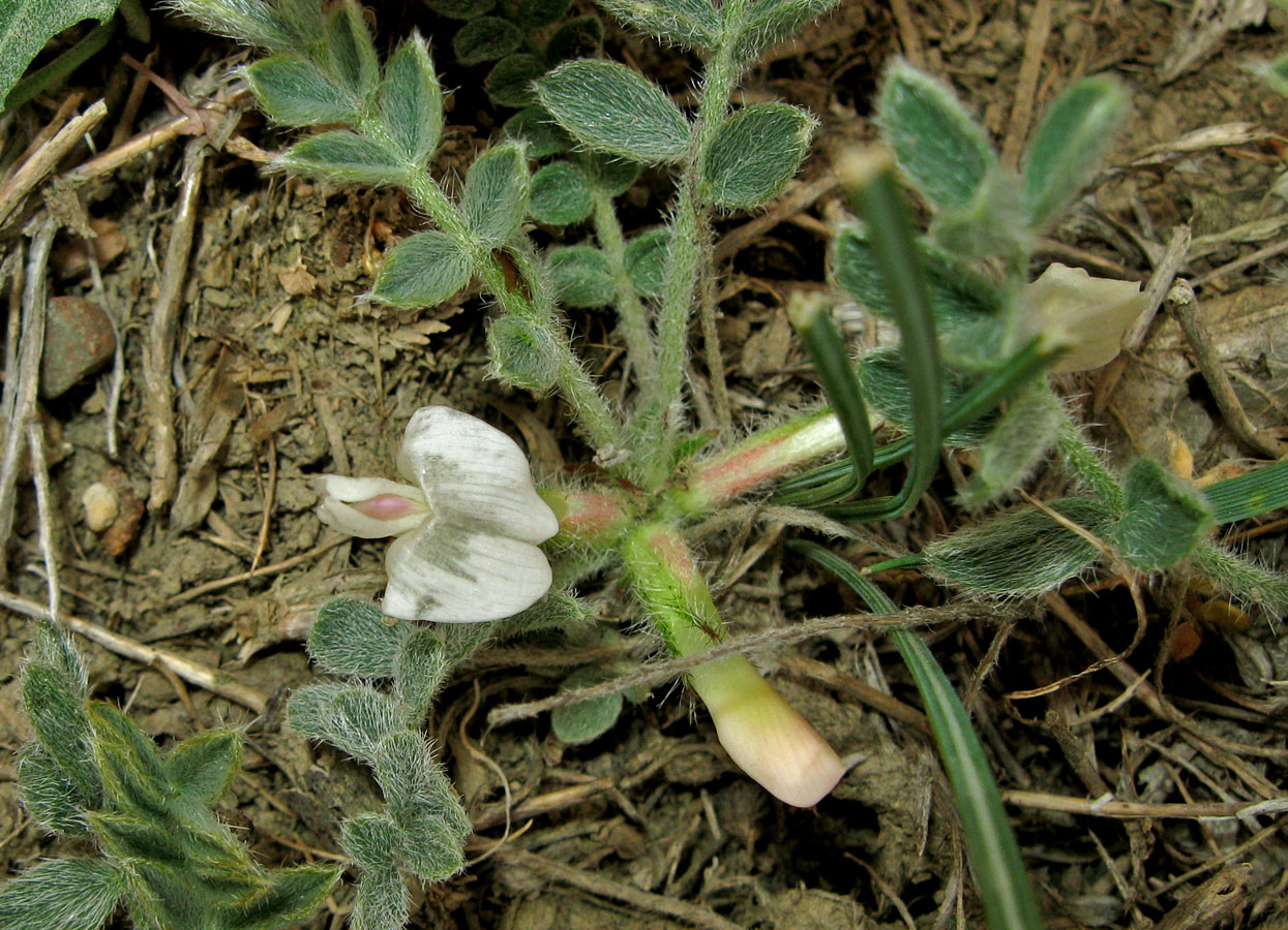 Изображение особи Astragalus rupifragus.