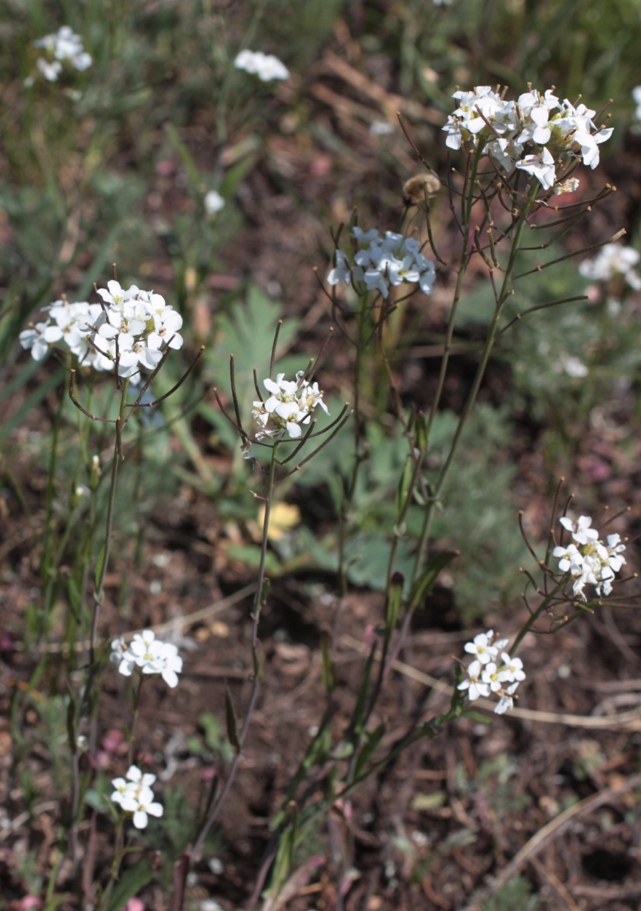 Изображение особи Arabidopsis toxophylla.