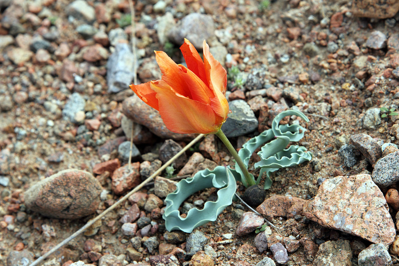 Изображение особи Tulipa intermedia var. korolkowioides.
