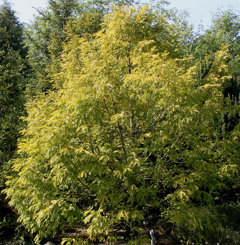 Изображение особи Torreya nucifera.