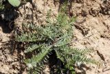 Oxytropis ornata