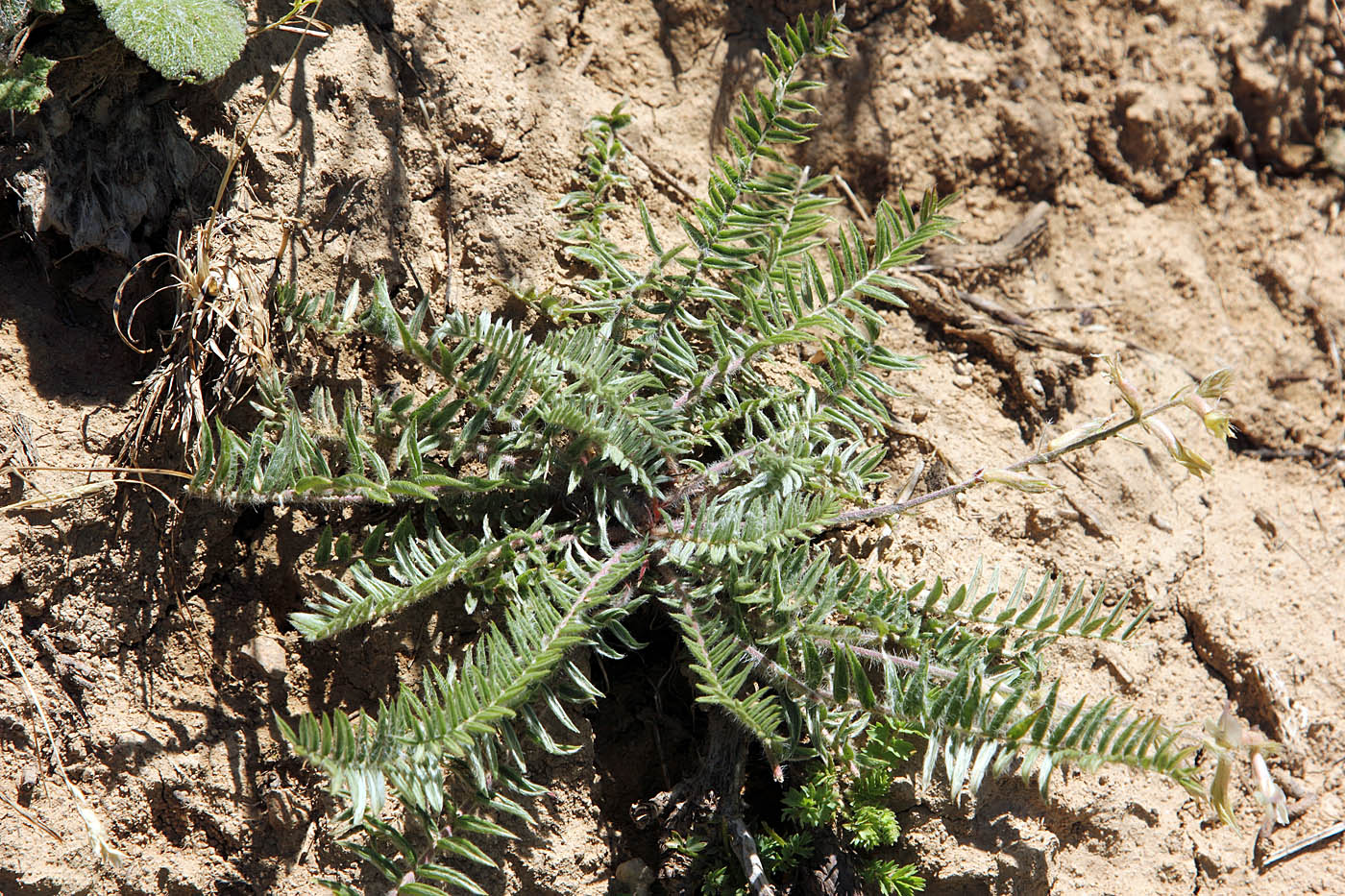 Image of Oxytropis ornata specimen.