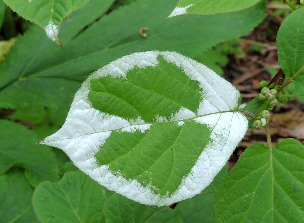 Image of Actinidia kolomikta specimen.