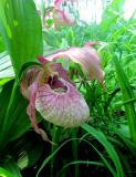 Cypripedium × ventricosum