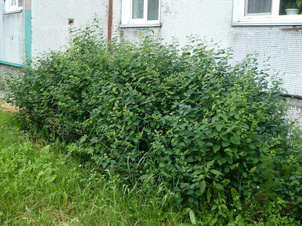 Image of Symphoricarpos albus var. laevigatus specimen.