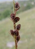 Onobrychis inermis