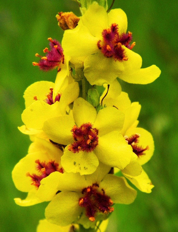 Изображение особи Verbascum nigrum.