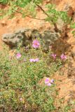 Cistus tauricus