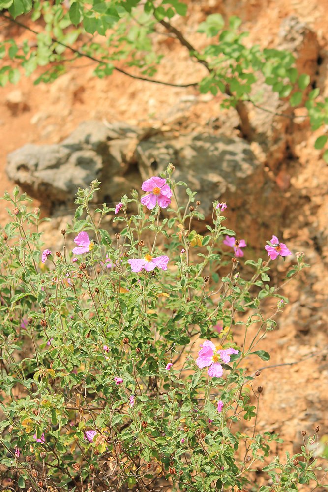 Изображение особи Cistus tauricus.