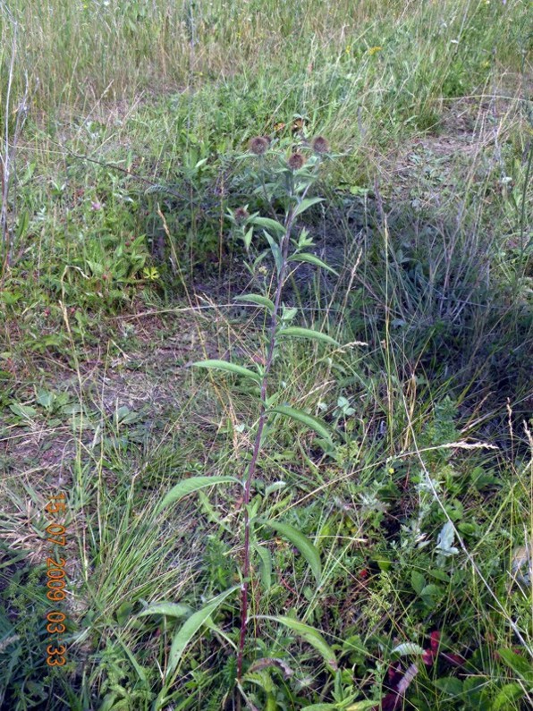 Изображение особи Centaurea pseudophrygia.