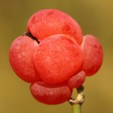 Ephedra distachya. Фруктификация (\"ягодовидная шишка\"; вид со стороны средней мясистой чешуи). Ростовская обл., Неклиновский р-н, Андреево-Мелентьевское с/п, дол. р. Миус. 23.07.2014.
