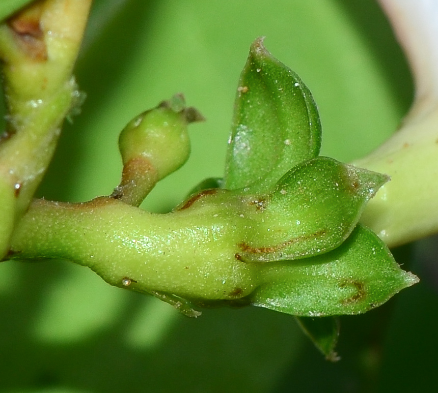 Image of Carissa macrocarpa specimen.