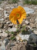 Papaver tianschanicum. Цветущее растение. Казахстан, Сев. Тянь-Шань в окр. г. Алматы, р-н Космостанции. 3350 м н.у.м. 23 июня 2011 г.